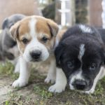 Cumpără responsabil și ajută câinii care au nevoie de hrană și îngrijire
