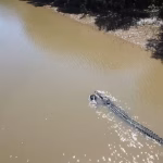 O alegere neobișnuită pentru Jocurile Olimpice din 2032. Canotorii vor concura pe un râu cunoscut pentru crocodili