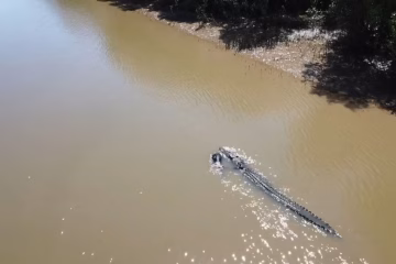 O alegere neobișnuită pentru Jocurile Olimpice din 2032. Canotorii vor concura pe un râu cunoscut pentru crocodili